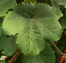 Leaf of Tannat
