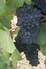 Bunch of Tannat