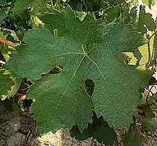 Leaf of Tempranillo
