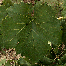 Leaf of Terret