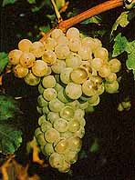 Bunch of Tourbat Blanc