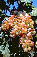 Bunch of Tourbat Rose