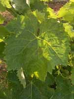 Leaf of Ugni Blanc