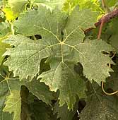 Leaf of Vermentino