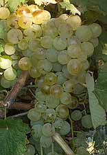 Bunch of Vermentino