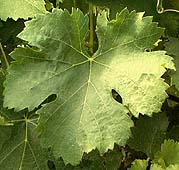 Leaf of Viognier