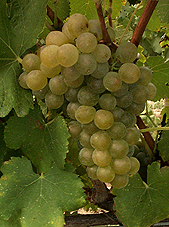 Bunch of Viognier