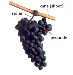 grapevine structure