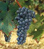 Grappe de Cabernet-Sauvignon