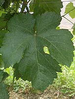 Feuille de Crouchen