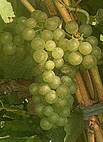 Grappe de Crouchen