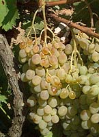 Grappe de Dabouki