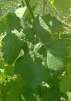 Feuille de Duras