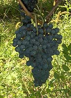 Grappe de Duras