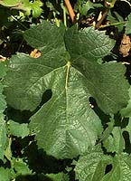Feuille de Durif