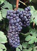 Grappe de Durif