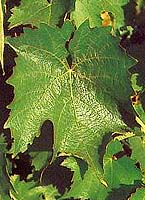 Feuille de Feunate