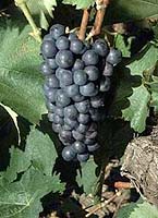Grappe de Feunate