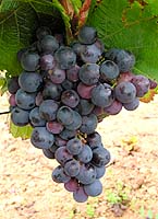 Grappe de Frankenthal