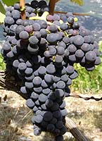 Feuille de Fuëlla nera