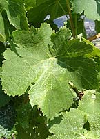 Grappe de Fuella nera