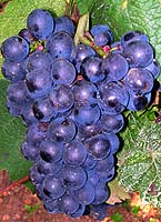 Grappe de Gamay de Bouze
