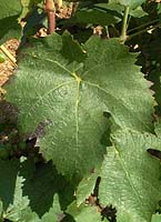 Feuille de Gamay de Chaudenay
