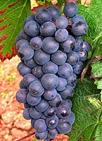 Grappe de Gamay de Chaudenay