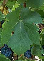 Feuille de Ganson