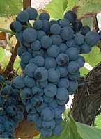 Grappe de Ganson
