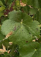 Feuille de Gascon