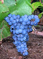 Grappe de Gascon