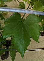 Feuille de Glacière