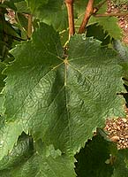 Feuille de Gouais