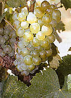 Grappe de Gouais