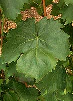 Feuille de Gouget