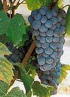 Grappe de Gouget