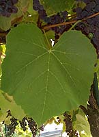 Feuille de Isabelle