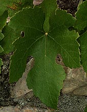 Feuille de Jacquez