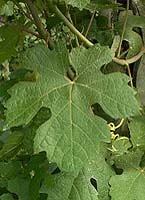 Feuille de Lauzet