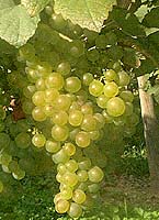 Grappe de Lauzet