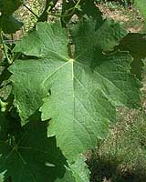 Feuille de Len de l'el