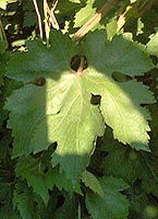 Feuille de Lival