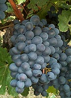 Grappe de Lival