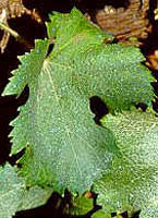 Feuille de Mancin