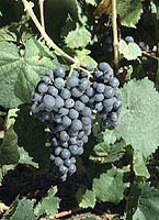 Grappe de Mérille