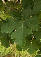 Feuille de Monbadon