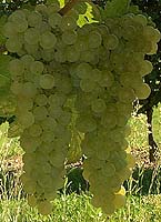 Grappe de Monbadon
