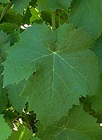 Feuille de Morrastel