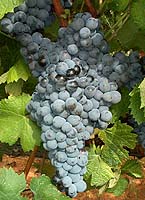 Grappe de Morrastel
